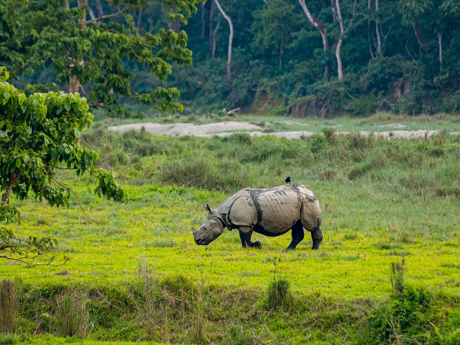 Chitwan Jungle Safari